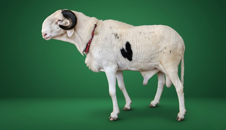 Birahim 