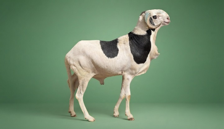 Naar Gaad fils de roi Bachir