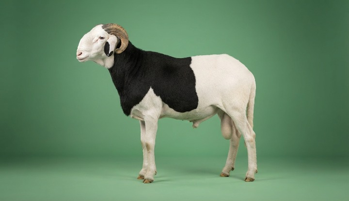 Zeus  fils de Roi Bachir