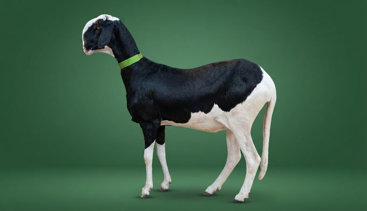 Feuvert petite fille de Roi Bachir