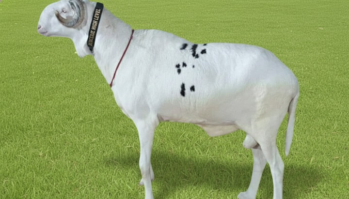 Sénégal: Foire Saladam 2023