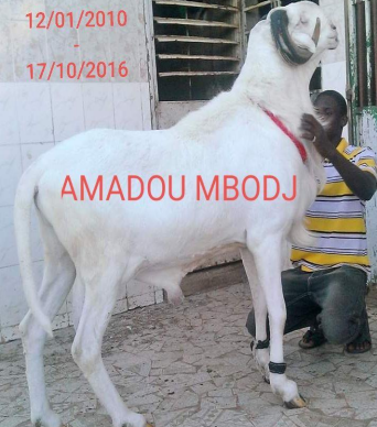 Sénégal : Lignée Amadou Mbodj